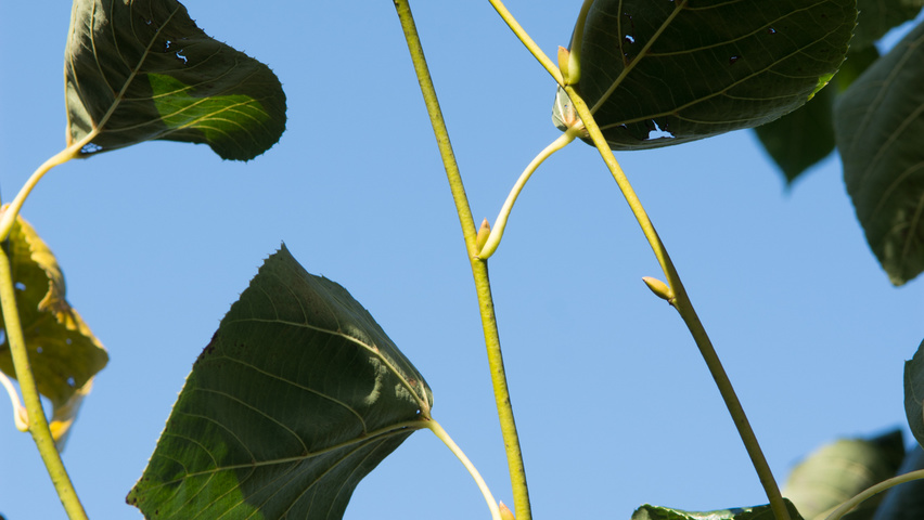 Tilia x euchlora  twijgen