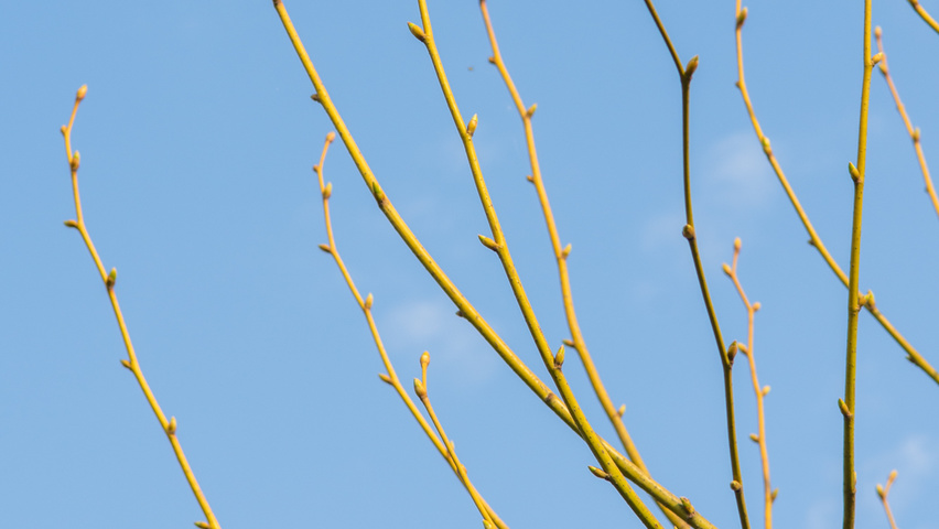Tilia x euchlora  twijgen