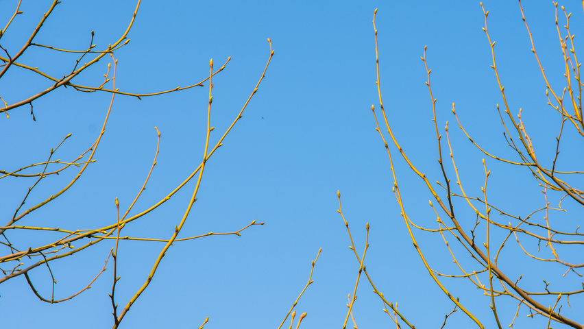 Tilia x euchlora  twijgen