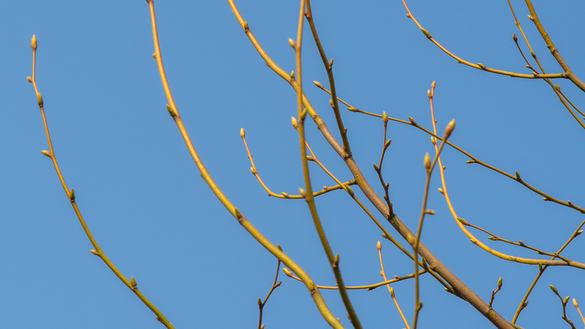 Tilia x euchlora  twijgen