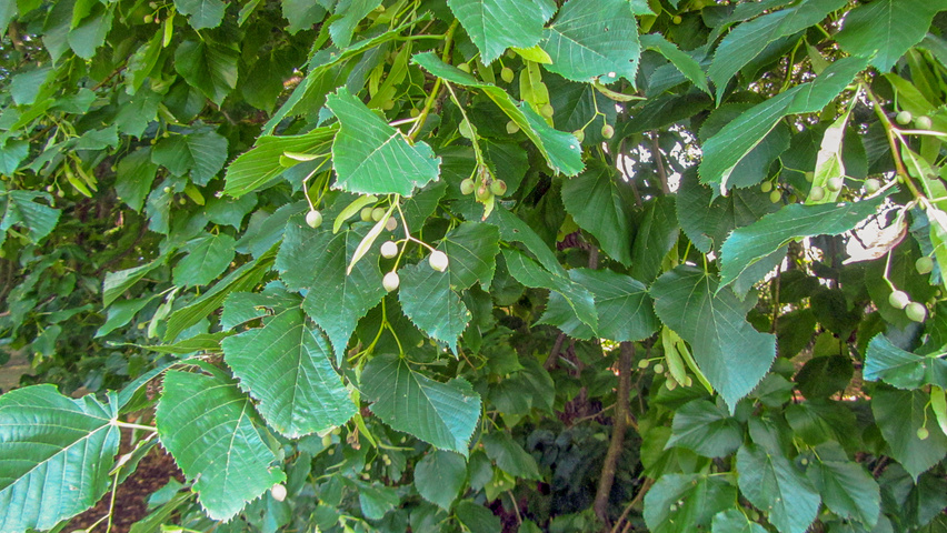 Tilia x europaea fruits