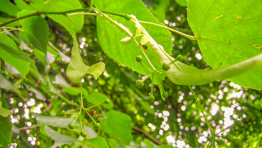 Tilia x europaea fruits