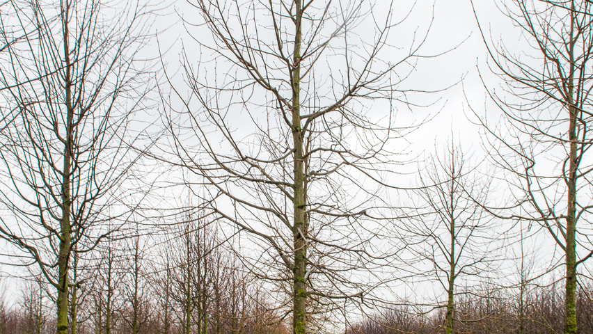 Tilia x europaea standard tree