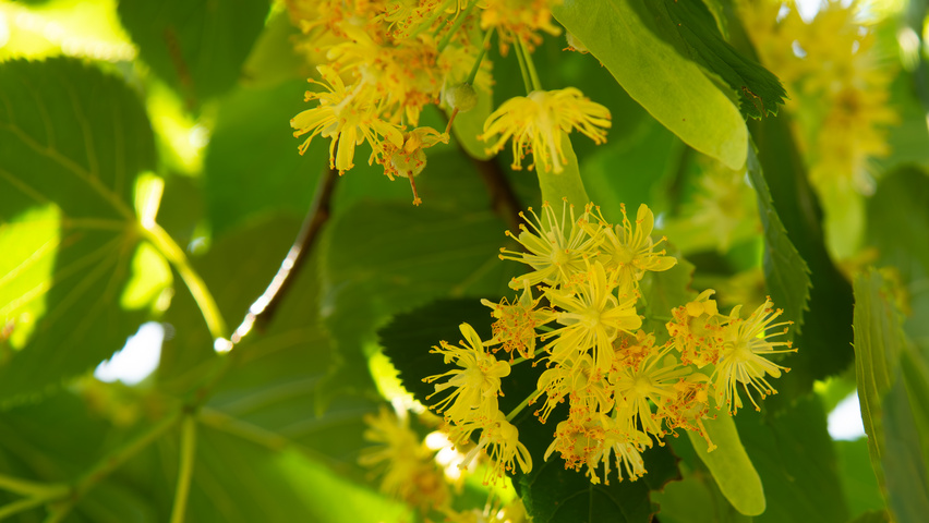 Tilia x europaea 'Koningslinde' kwiaty