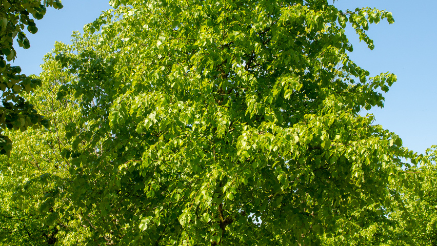 Tilia x europaea 'Koningslinde' pienne