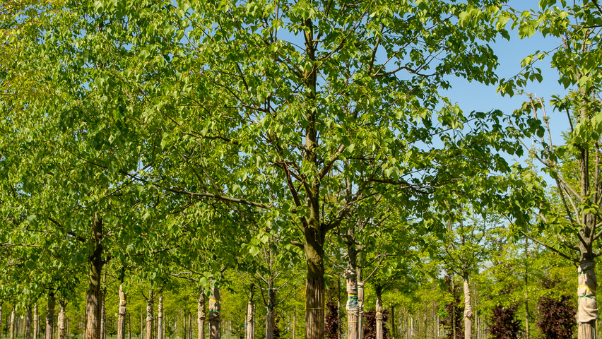 Tilia x europaea 'Koningslinde' pienne