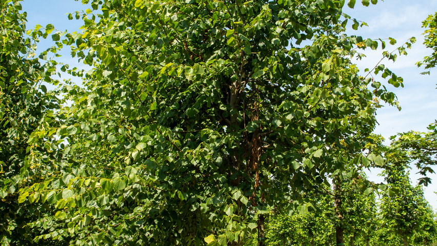 Tilia x europaea 'Koningslinde' pienne