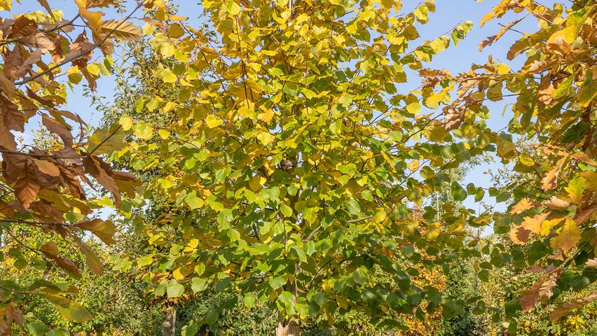 Tilia x europaea 'Koningslinde' pienne