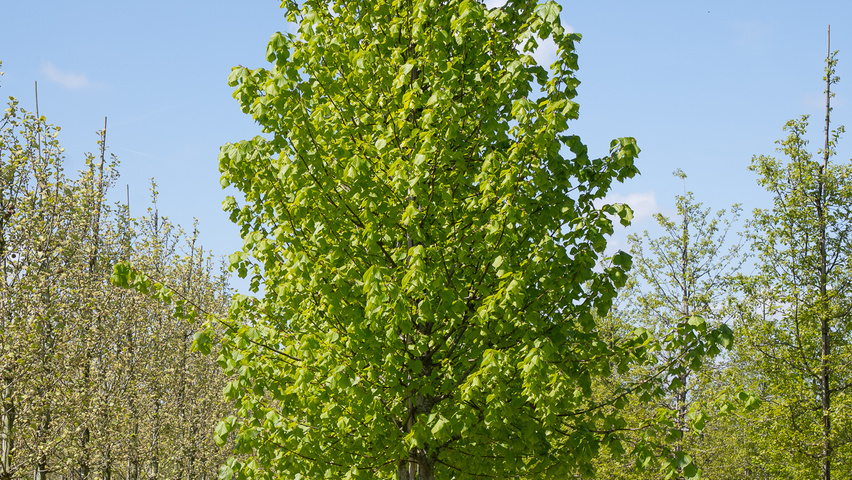 Tilia x europaea 'Koningslinde' pienne