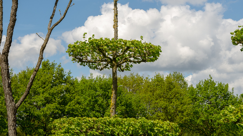 Tilia x europaea 'Koningslinde' poziom