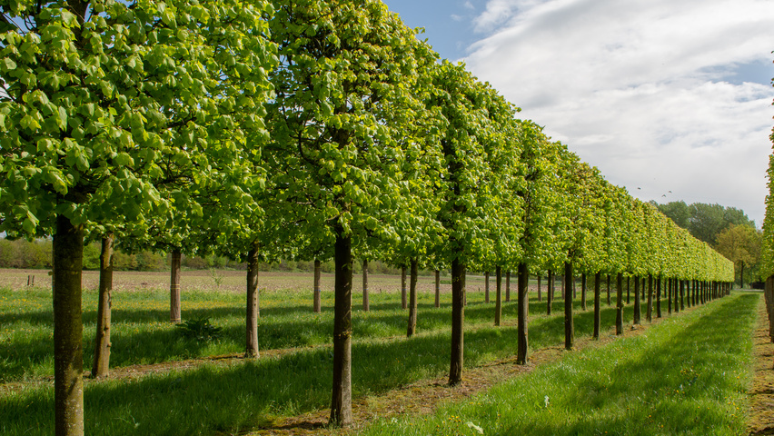 Tilia x europaea 'Koningslinde' ekranowy