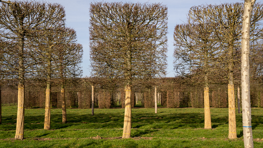 Tilia x europaea 'Koningslinde' ekranowy