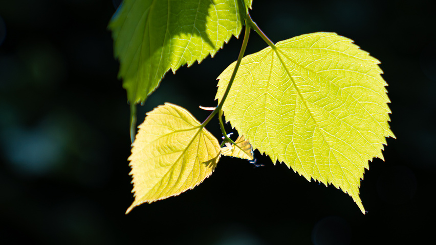 Tilia x europaea 'Koningslinde' liście