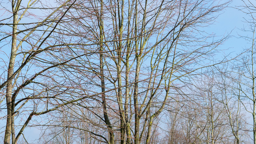 Tilia x europaea 'Koningslinde' wielopniowy