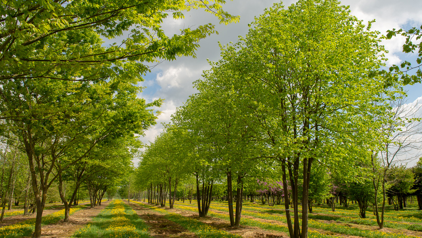 Tilia x europaea 'Koningslinde' wielopniowy