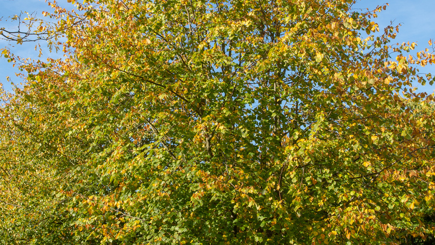 Tilia x europaea 'Koningslinde' wielopniowy