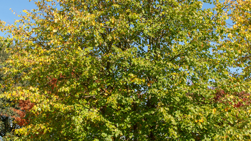 Tilia x europaea 'Koningslinde' wielopniowy