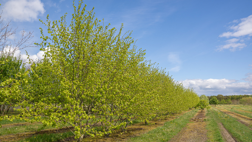 Tilia x europaea 'Koningslinde' wielopniowy