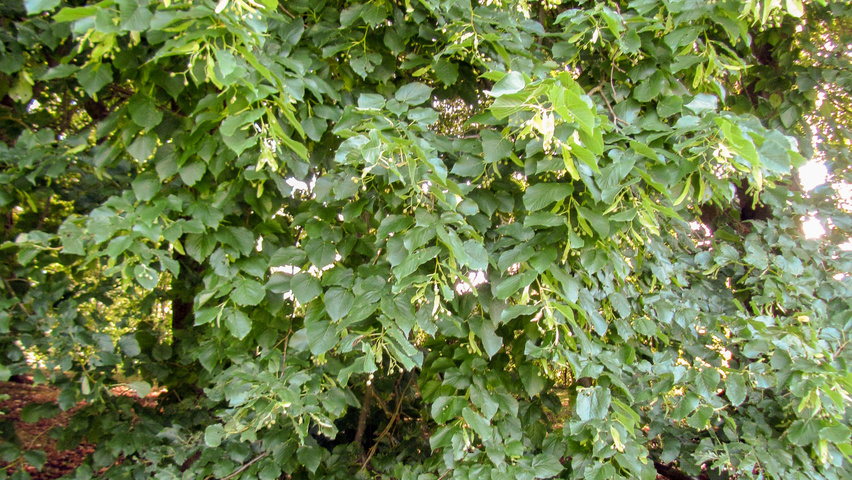 Tilia x europaea leaves