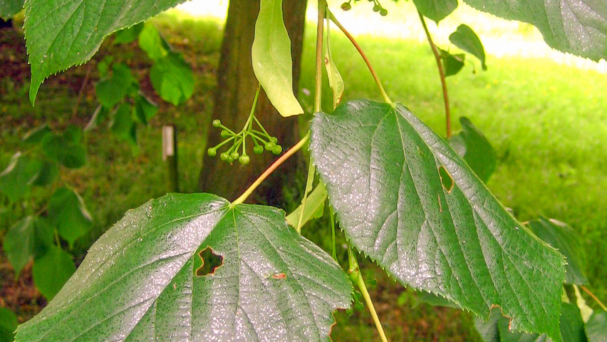 Tilia x europaea leaves