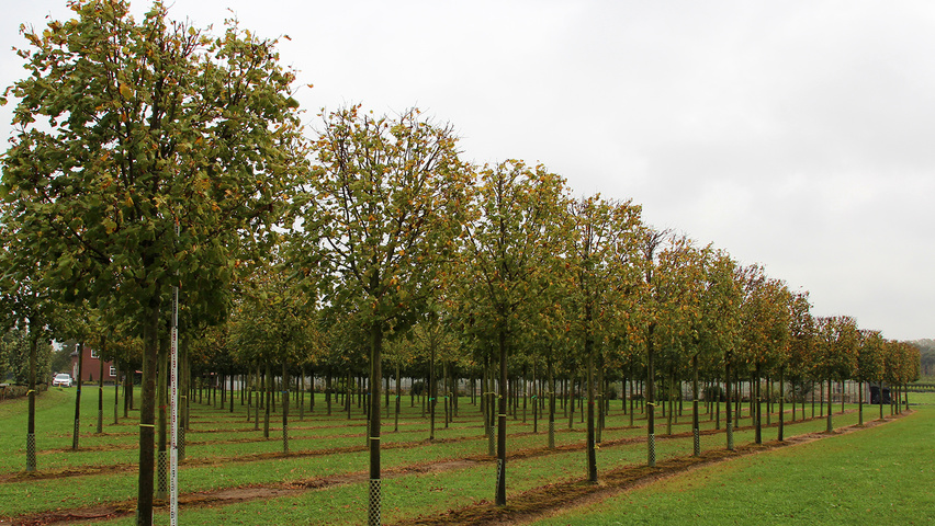 Tilia x europaea 'Pallida' blok