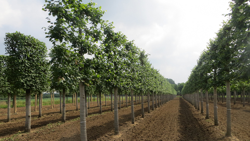 Tilia x europaea 'Pallida' lei