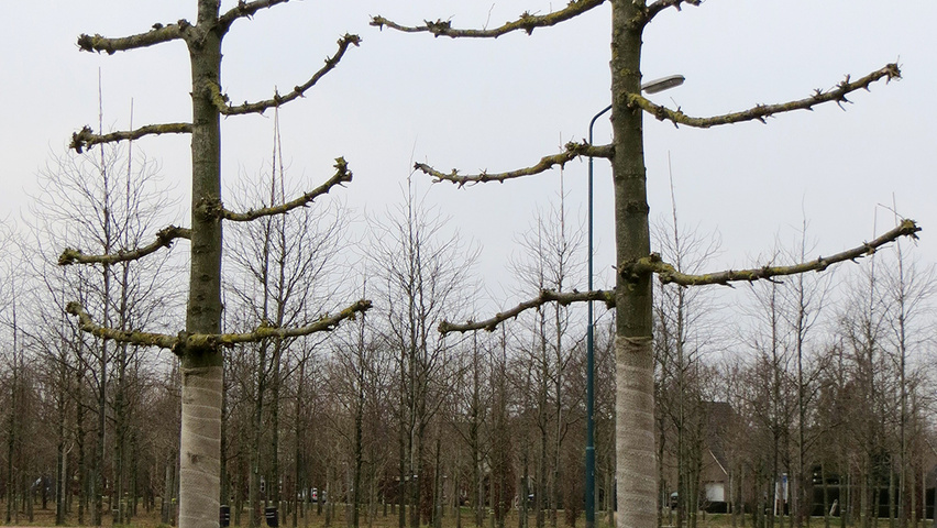 Tilia x europaea 'Pallida' lei