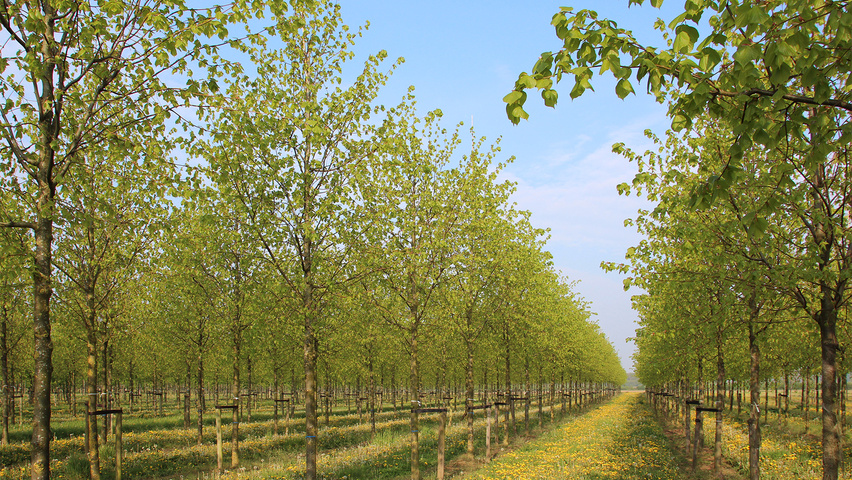 Tilia x europaea 'Pallida' hoogstam
