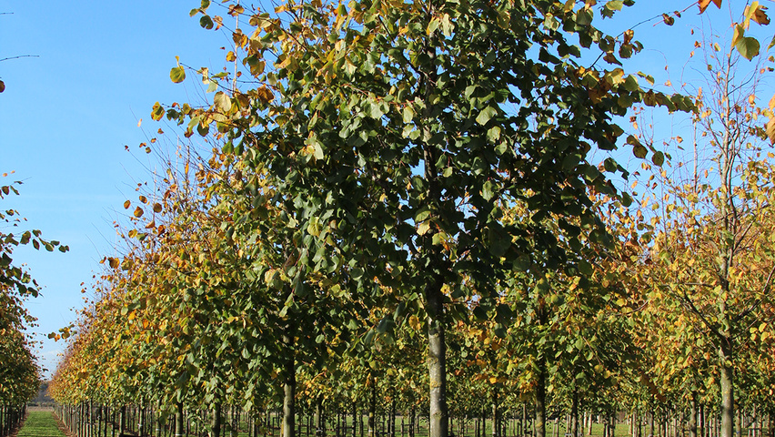 Tilia x europaea 'Pallida' hoogstam