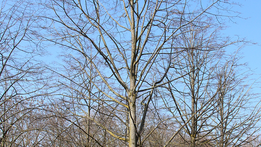 Tilia x europaea 'Pallida' hoogstam
