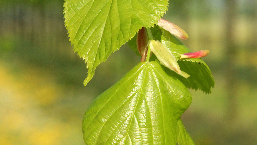 Tilia x europaea 'Pallida' blad