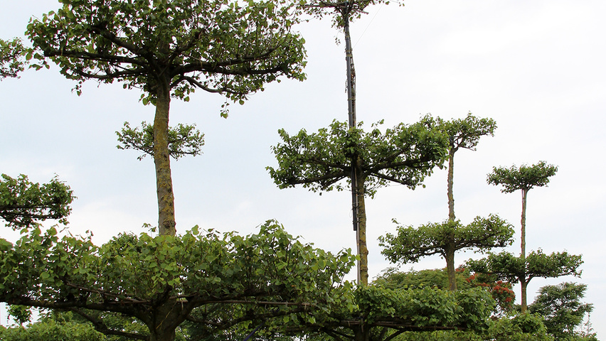 Tilia x europaea 'Pallida' etage