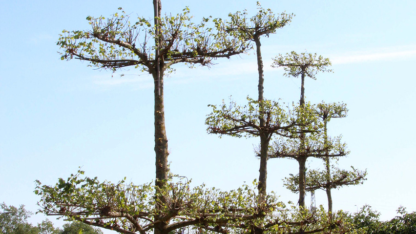 Tilia x europaea 'Pallida' etage