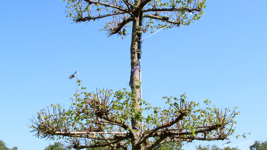 Tilia x europaea 'Pallida' etage