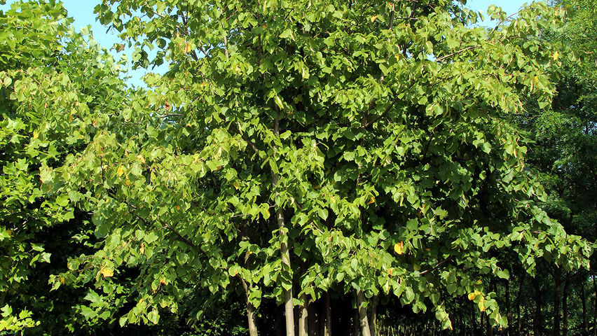 Tilia x europaea 'Pallida' meerstammig