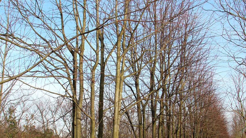 Tilia x europaea 'Pallida' meerstammig