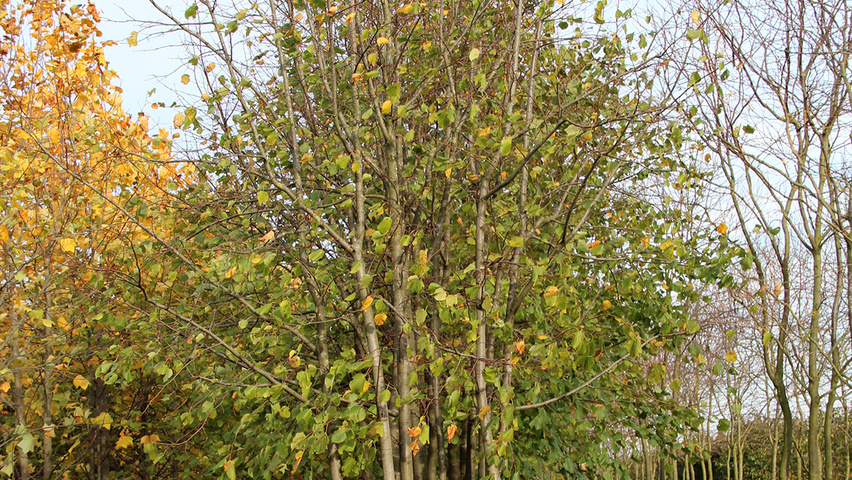 Tilia x europaea 'Pallida' meerstammig