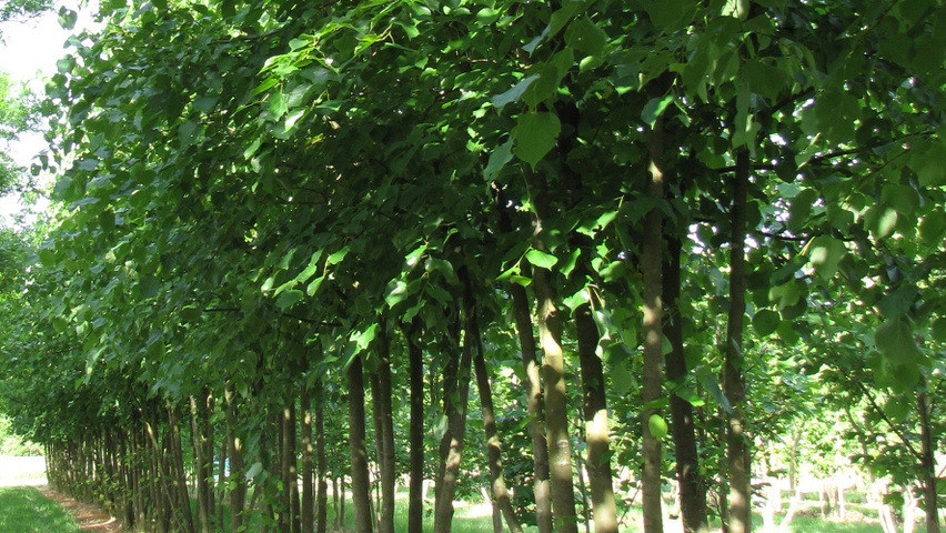 Tilia x europaea 'Pallida' meerstammig