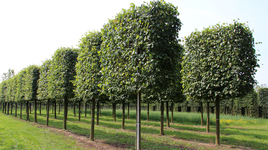 Tilia x europaea 'Pallida' leischerm