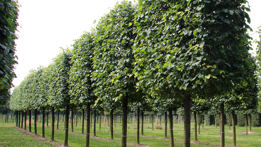 Tilia x europaea 'Pallida' leischerm