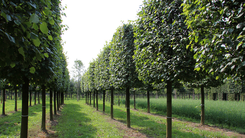 Tilia x europaea 'Pallida' leischerm
