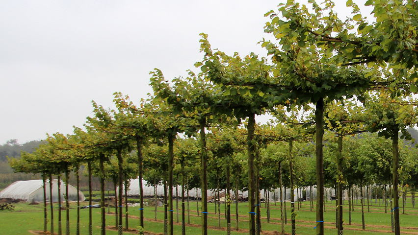 Tilia x europaea 'Pallida' dak