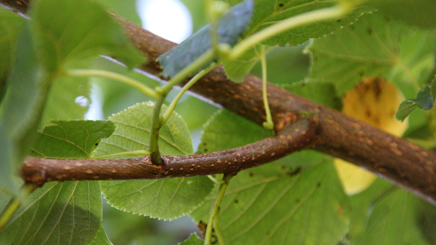 Tilia x europaea 'Pallida' twijgen