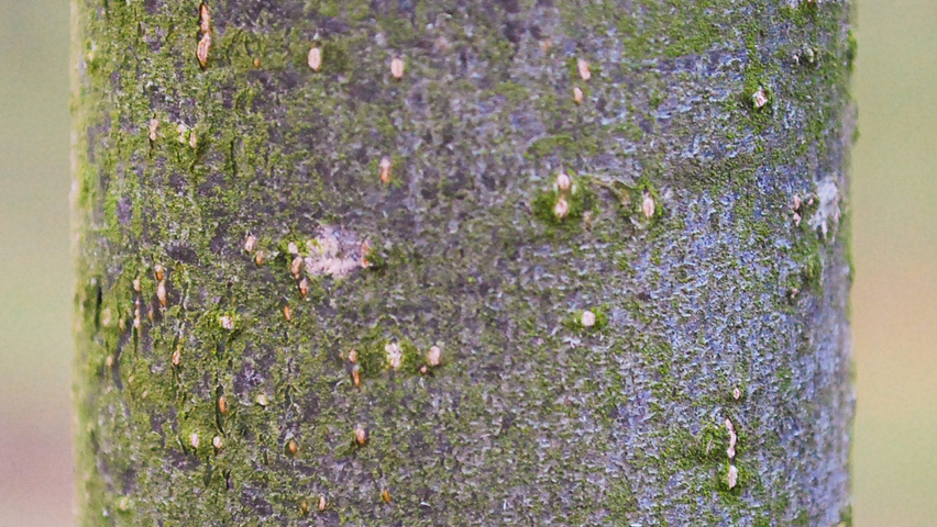 Tilia x flavescens 'Glenleven' bark