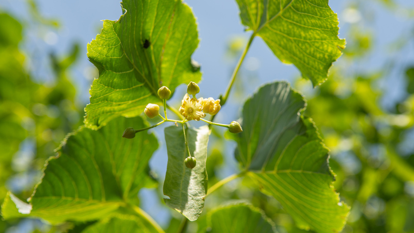 Tilia x flavescens 'Glenleven' flowers