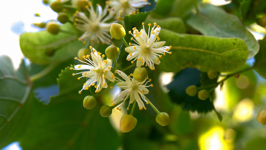 Tilia x flavescens 'Glenleven' flowers