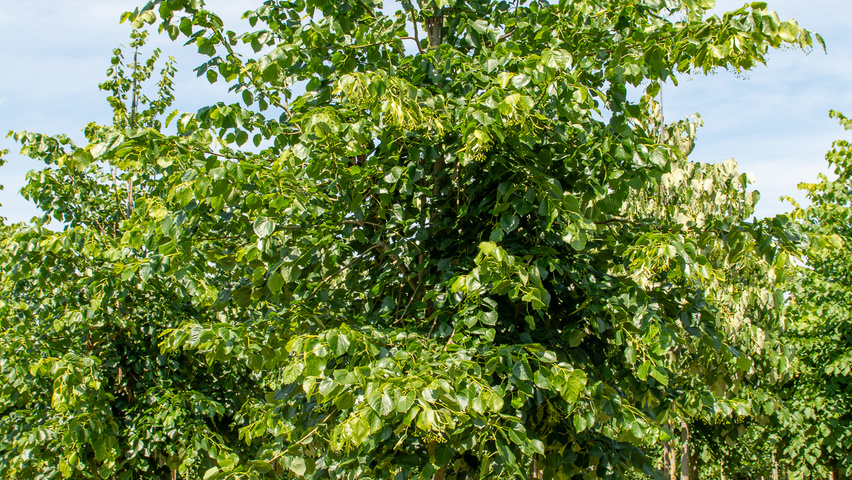 Tilia x flavescens 'Glenleven' standard tree