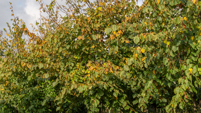 Tilia x flavescens 'Glenleven' standard tree