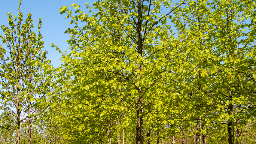 Tilia x flavescens 'Glenleven' standard tree
