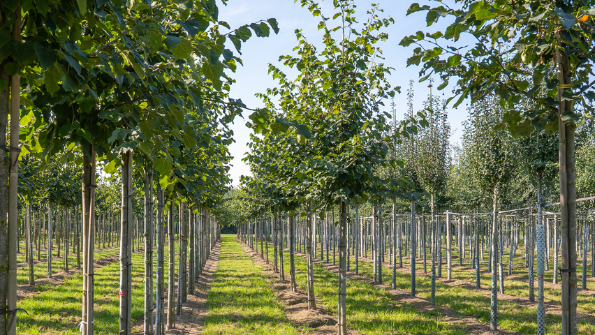 Tilia x flavescens 'Glenleven' standard tree